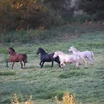Auerhahn Ferienhaeuser Haus Tajo *