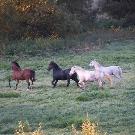 Auerhahn Ferienhaeuser Haus Tajo *
