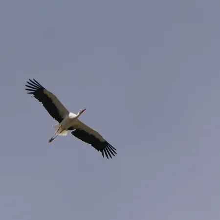 Сasa de vacaciones Auerhahn Ferienhaeuser Haus Tajo Hasselfelde