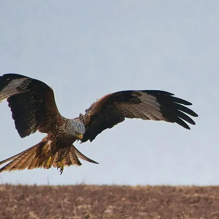 Auerhahn Ferienhaeuser Haus Tajo Сasa de vacaciones