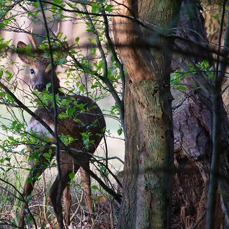 Auerhahn Ferienhaeuser Haus Tajo * Hasselfelde