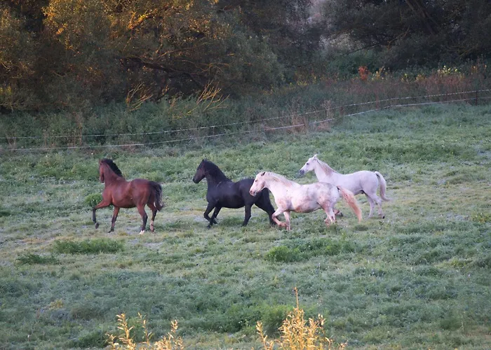 Auerhahn Ferienhaeuser Haus Tajo *