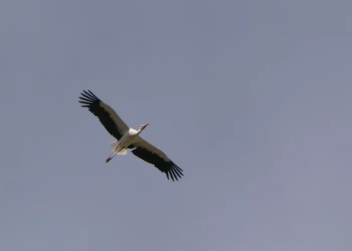 Prázdninový dům Auerhahn Ferienhaeuser Haus Tajo Hasselfelde